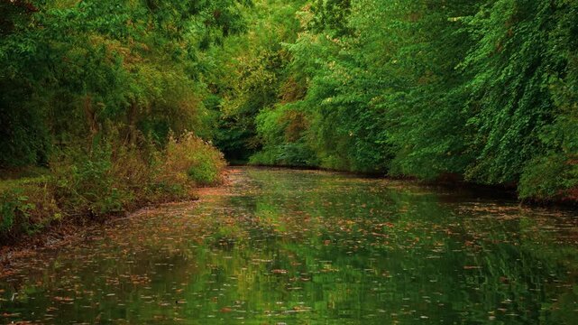 Calm river moving under green canopy surrounded by autumn vegetation. Flowing river reflecting forest during autumn season in dreamy light. Peaceful stream gliding beneath leafy branches bordered by