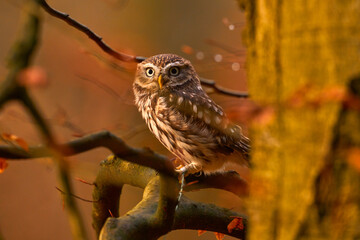 Little Owl, Athene noctua, bird in old roof tile ruin. Forest wildlife with bird yellow eyes, Hungary. Orange autumn wildlife. Wildlife scene from nature. Animal behavior in urban habitat, hidden.