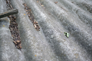 Weathered old roof with leaves and debris.