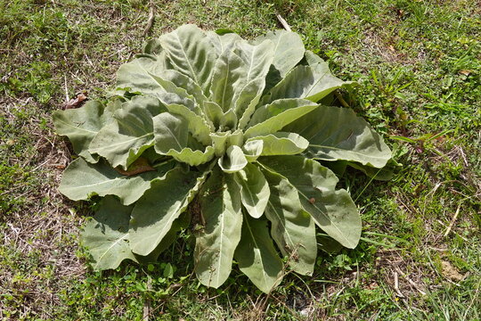 Mullein plant growing in green field