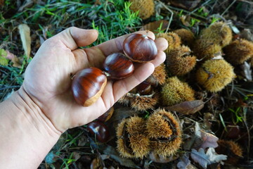 Hand holding chestnuts showing autumn harvest