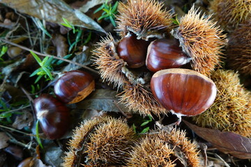 Fresh chestnuts bursting from spiky burrs on ground