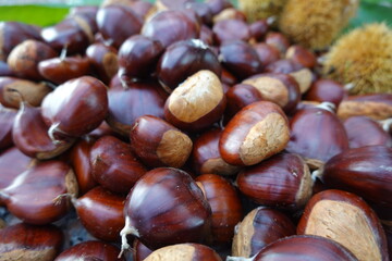 Fresh chestnuts scattered with spiky burrs representing a autumn harvest