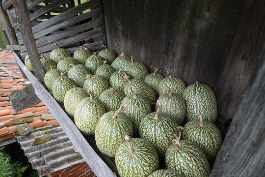 Siam pumpkin gourds resting on rustic wooden shelf
