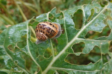 Brown garden snail crawling on damaged green leaf © tonifrito