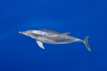 Delfin im Atlantik im ruhigen Meer vor Gran Canaria