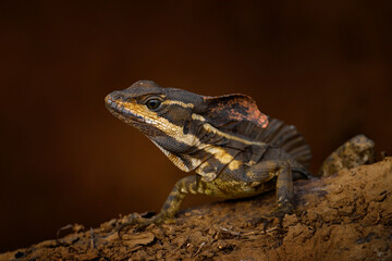 Basilisk, Basiliscus basiliscus, detail close-up portrait in the nature habitat. Beautiful head of rare lizard from Costa Rica. Animal from tropical part of central America, dark black background