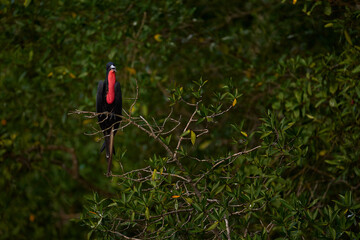 Sea wildlife. Magnificent frigatebird, Fregata magnificens, flying bird in green vegetation. Tropical sea bird from Costa Rica coast. Wildlife scene from nature. Flying bird. Costa Rica nature.