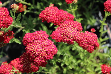 Achillea millefolium 'Paprika', Schafgarbe mit roten Blüten © Nicole