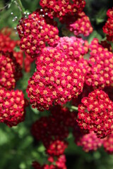 Achillea millefolium 'Red Velvet', Schafgarbe mit roten Blüten © Nicole