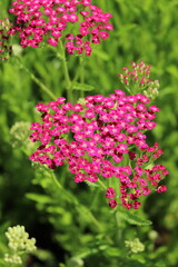 Obraz premium Achillea millefolium 'Serenade', Schafgarbe mit dunkelrosa Blüten