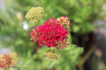Achillea millefolium 'Tutti Frutti Pomegranate'