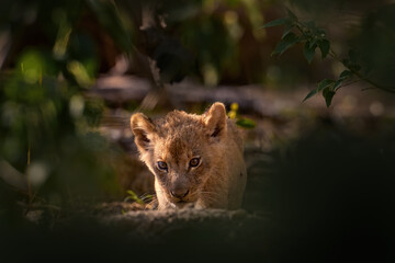 Young kitten lion cute portrait.  Botswana wildlife. Lion close-up. Animal in fire burnt place, lion lying in the black ash and cinders, Savuti, Chobe NP in Botswana. Lost cub.