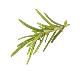 Fototapeta premium Fresh rosemary sprig with green leaves and transparent background