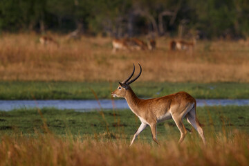 Wildlife in Africa. Reedbuck in nature, mammla in grass habitat. Southern reedbuck, Redunca arundinum, diurnal antelope jump above the water, Khwai River in Botswana.