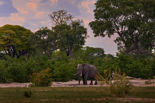 Elephant in Africa. Big animal in the old forest. evening light, sun set. Magic wildlife scene in. Dark day in nature. Elephant feeding tree branch. Khwai river forest with elephants, Botswana.