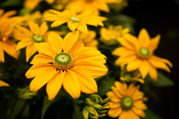 Bright yellow flowers in garden close-up with soft background