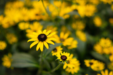 Yellow daisy flower macro with blurred floral background