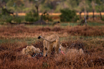 Lion pack pride catch the zebra near the Khwai river in Botswana. Lion with zebra kill carcass, feeding animal bahavior in the nature. Africa wildlife. Botswana grass forest landscape with lions.