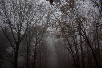 bosco con alberi spogli