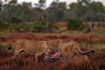 Lion pack pride catch the zebra near the Khwai river in Botswana. Lion with zebra kill carcass, feeding animal bahavior in the nature. Africa wildlife. Botswana grass forest landscape with lions.