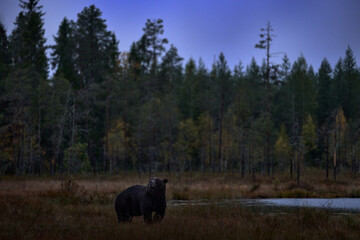 Bear hidden in yellow forest. Autumn trees with bear. Beautiful brown bear walking around lake, fall colours. Big danger animal in habitat. Wildlife scene from nature, Russia.