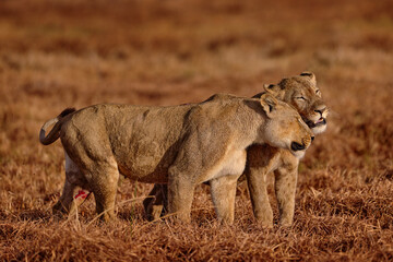 Young lion caress in Botswana. Lion with zebra kill carcass, feeding animal bahavior in the nature. Africa wildlife. Botswana grass forest landscape with lions.