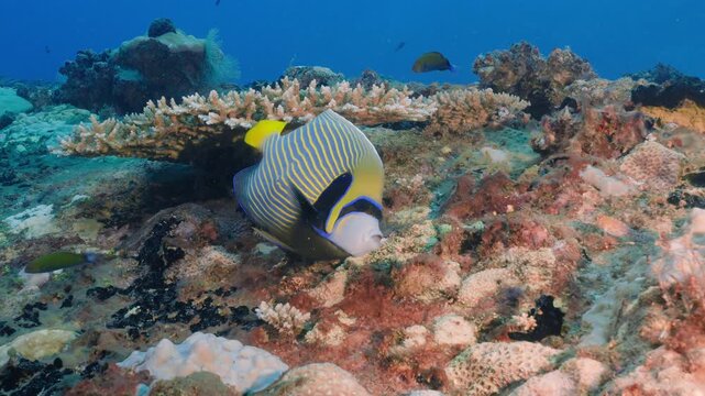 Vibrant yellow and black striped angelfish swims gracefully over a coral reef, surrounded by diverse marine life and colorful coral formations, creating a dynamic oceanic scene.