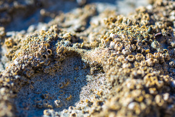 Abstract background of a barnacles cluster on a rock
