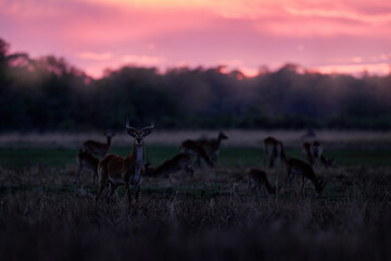 Africa twilight sunset. Night in Botswana. Antelole sunset with solitaire tree in the savannah, Okavango delta in Botswana, Africa wildlife. Impala in nature, wildlife Botswana. Herd animals  pink.