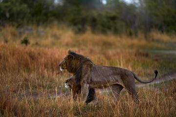 Africa young lion landscape. Africa wildlife. Lion hidden in the green vegetation. Forest African lion in the nature habitat, green trees, Okavango delta, Botswana in Africa, red grass.