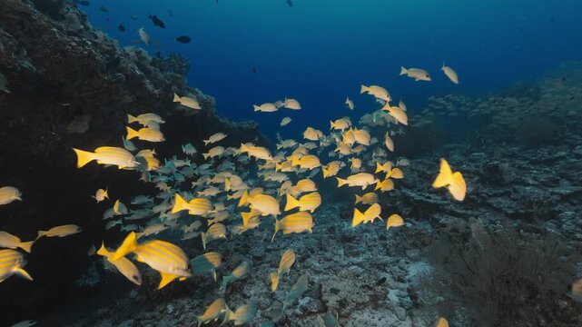 Vibrant yellowtail snappers swim gracefully around a rocky reef in clear blue water, showcasing the dynamic and harmonious marine ecosystem.