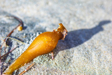 A part of bull kelp on a sand, macro

