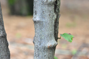 Viburnum wrightii, known as Wright&rsquo;s viburnum, a deciduous shrub with red and black berries, serrated leaves, and reddish young branches, found in Korean mountain forests. Photographed in Korea.