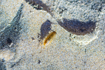 Yellow Sea Slater and its shadow on a sandy surface, macro
