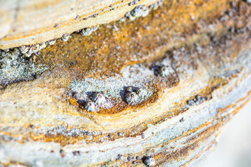 Abstract background of barnacles on a gray-yellow rock, macro.
