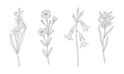 Set of wildflowers. Blooming perennial wild plants. Line art, minimal style, contour. Botanical hand-drawn elements for design projects. Vector illustration