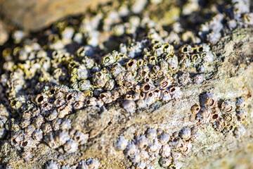 Abstract background of a cluster of barnacles, macro
