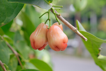 Fresh Rose Apple Hanging on Tree Branch