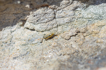 Ligia Oceanica on a cliff, macro
