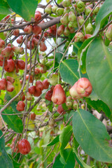 Ripe and Unripe Rose Apples on Tropical Tree