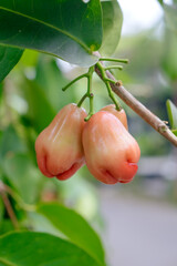 Fresh Rose Apples Growing on Tree Branch
