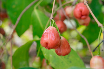 Ripe Rose Apples Hanging on Tree Branch