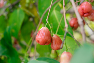 Fresh Red Rose Apples on Tree Branch
