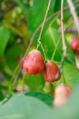 Ripe Red Rose Apples Hanging on Green Foliage