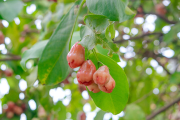 Cluster of Ripe Rose Apples Hanging on Tree