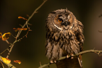 Close up of long-eared owl (Asio otus) watching by big eyes and sitting on branch deep in crown. Wildlife tranquil portrait shot of bird in natural habitat background during dusk.