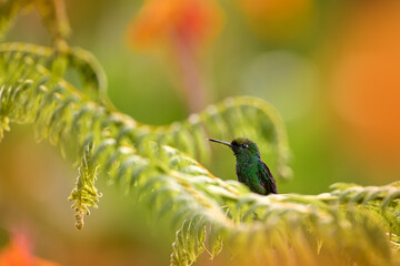 Obraz premium Costa Rica wildlife. Green-crowned Brilliant, Heliodoxa jacula, beautiful bloom. Heliconia red flower with green hummingbird, La Paz Waterfall Garden, Volcan Poas NP in Costa Rica. Bird sucking nectar