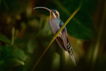 Obraz premium Green Hermit, Phaethornis guy, rare hummingbird Green bird flying next beautiful red flower in jungle. Action feeding scene in green tropical forest, animal in the nature habitat.