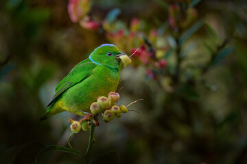 Bird with fruit in the bill. Golden-browed Chlorohonia, Chlorophonia callophrys, Mirador de los Quetzales in Costa Rica. Yellow green bird in the nature habitat. Birdwatching in Central America.